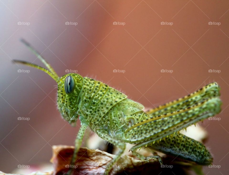 Green cricket 