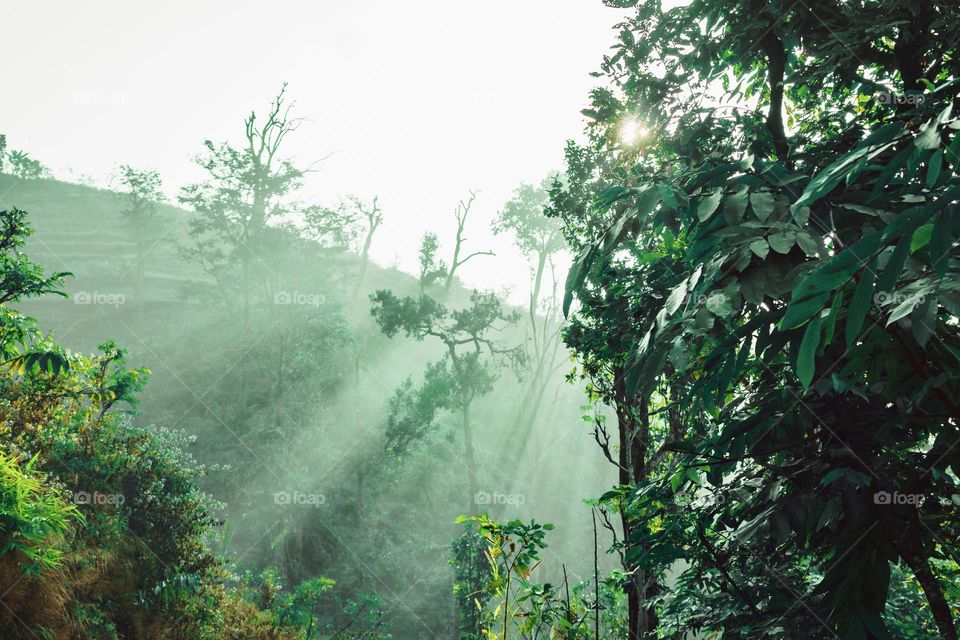 Rainforest and sunbeam at morning