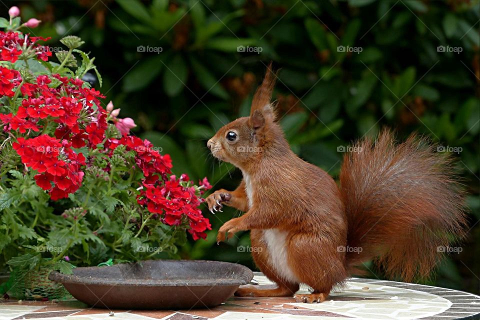Squirrel view pic