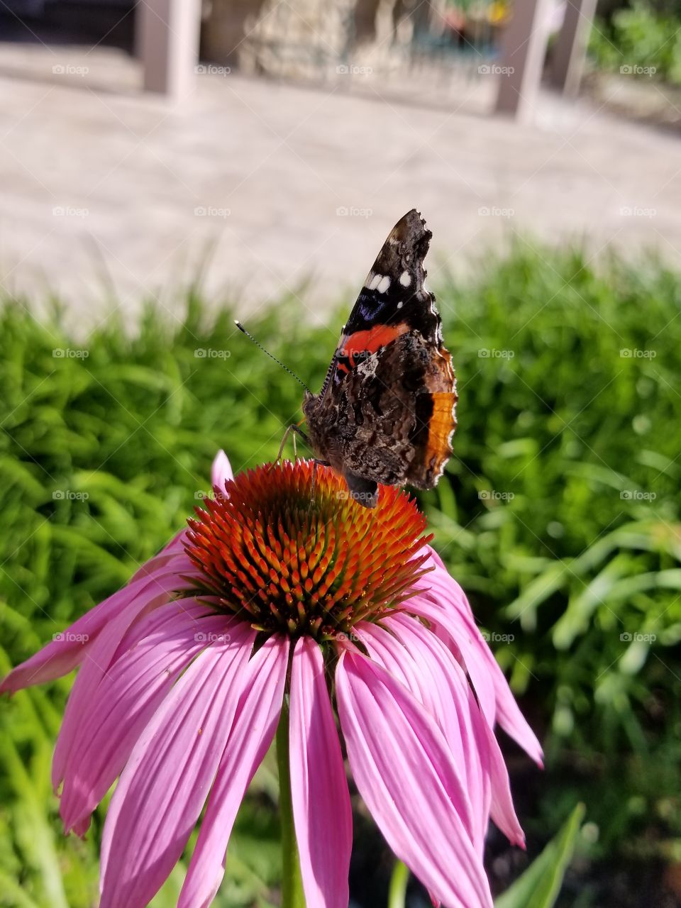 Snacktime for Butterfly