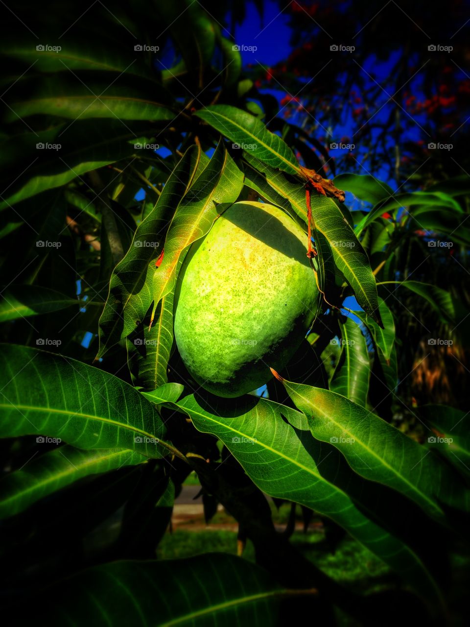 Mango tree