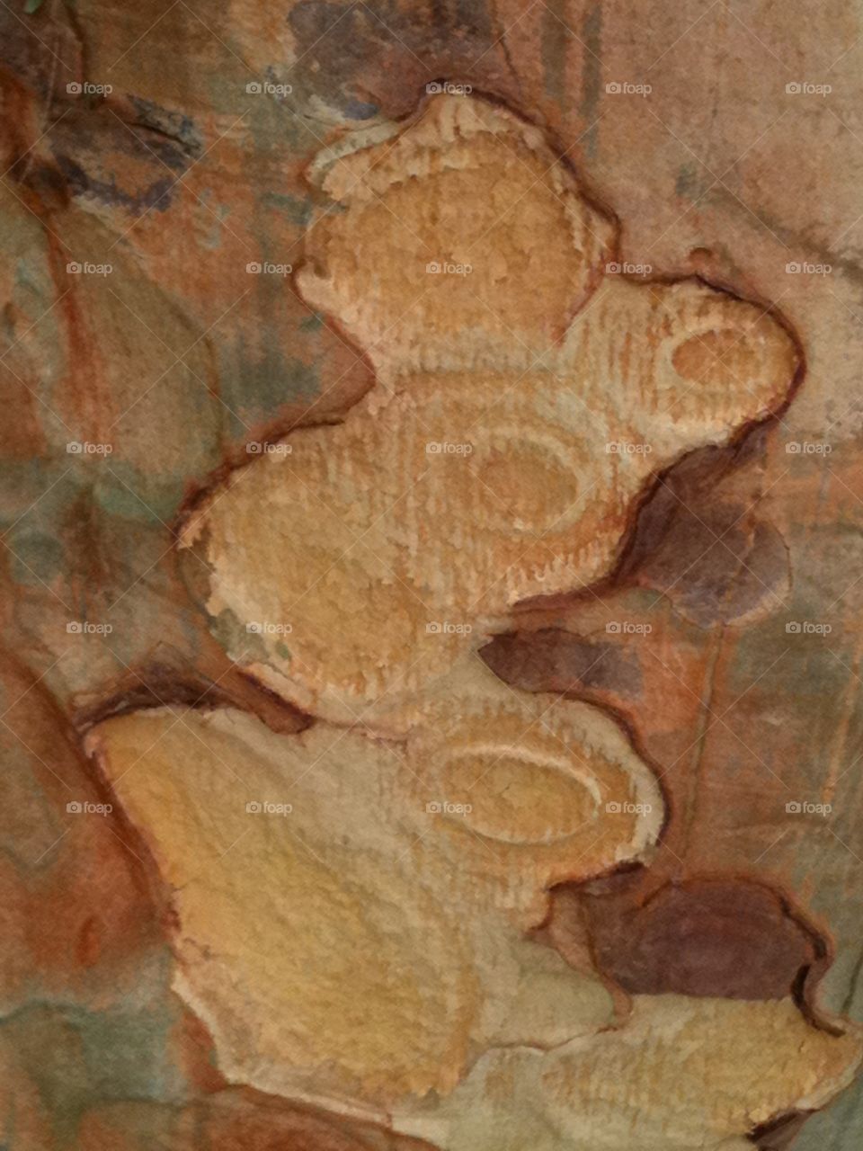 Peeling Bark. Abstract of tree bark 