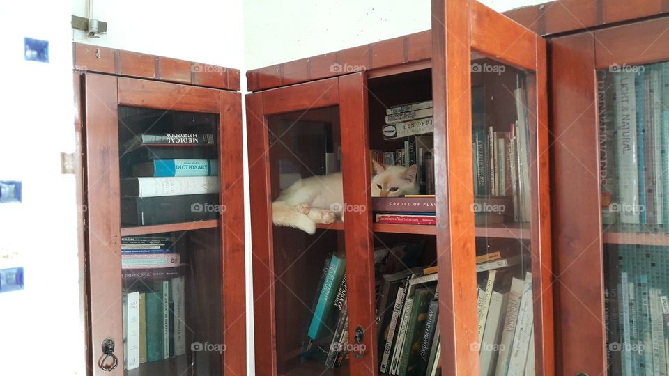 cat in bookcase