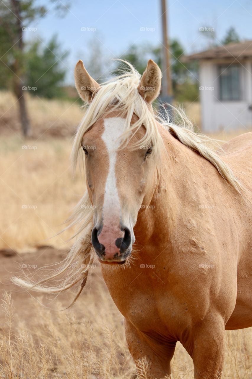 Front view facing camera, wild horse in the Sierras in Nevada closeup 