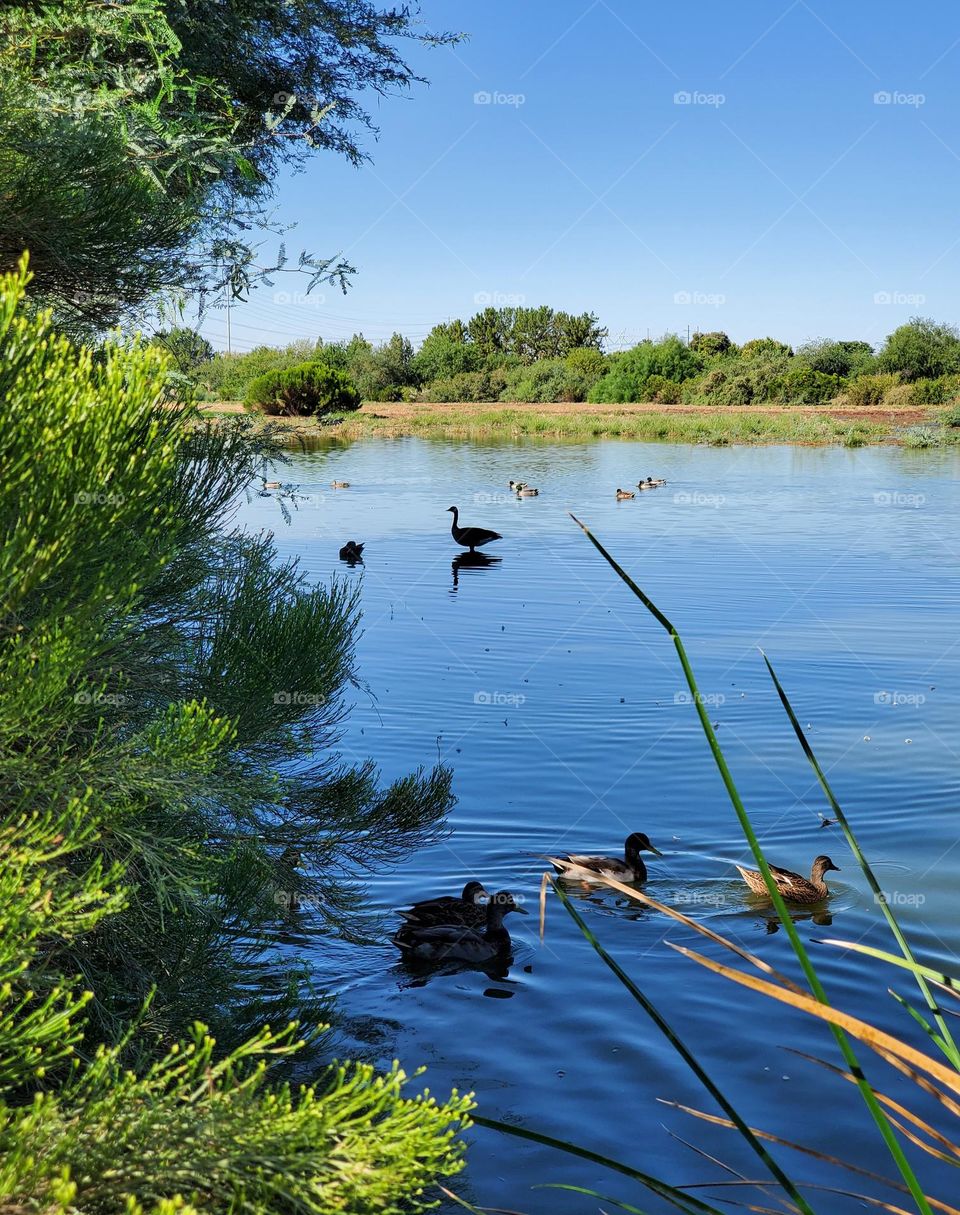 Waterfowl at Lake in Summer