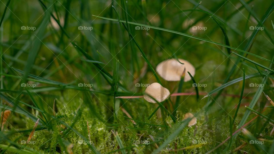 Green natural background, mushrooms, green grass 