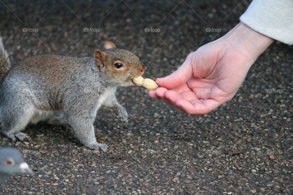 Hand feeding squirrel but