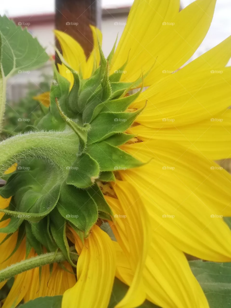 Sonnenblume