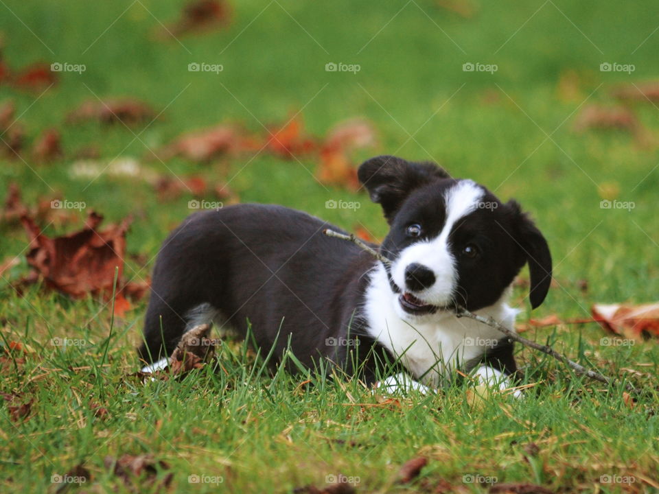 Dog, Grass, Animal, Cute, Mammal