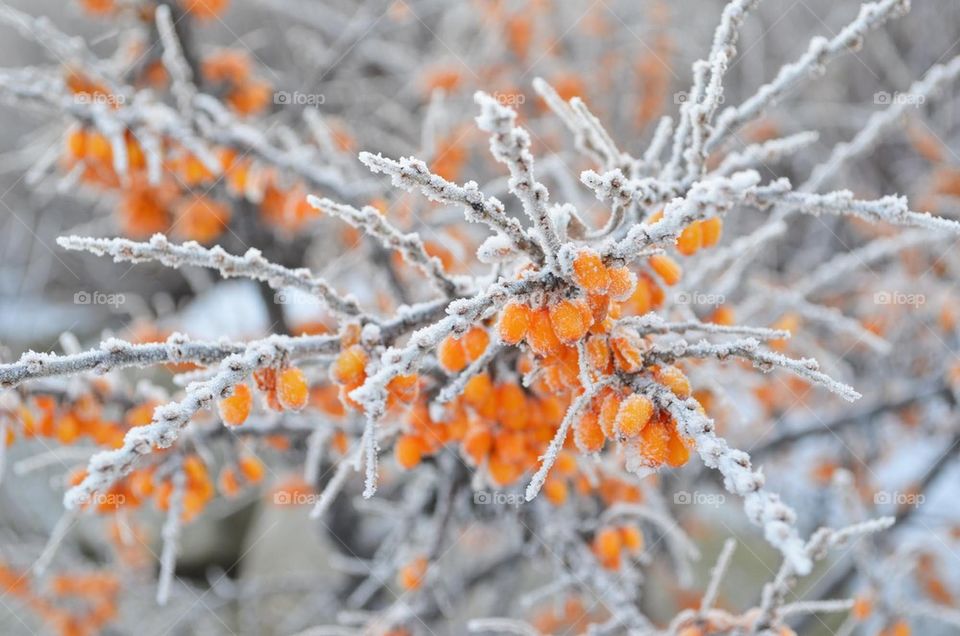 Hoar frost berries