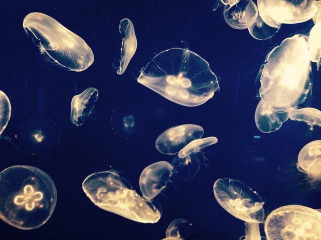 Jellyfish 