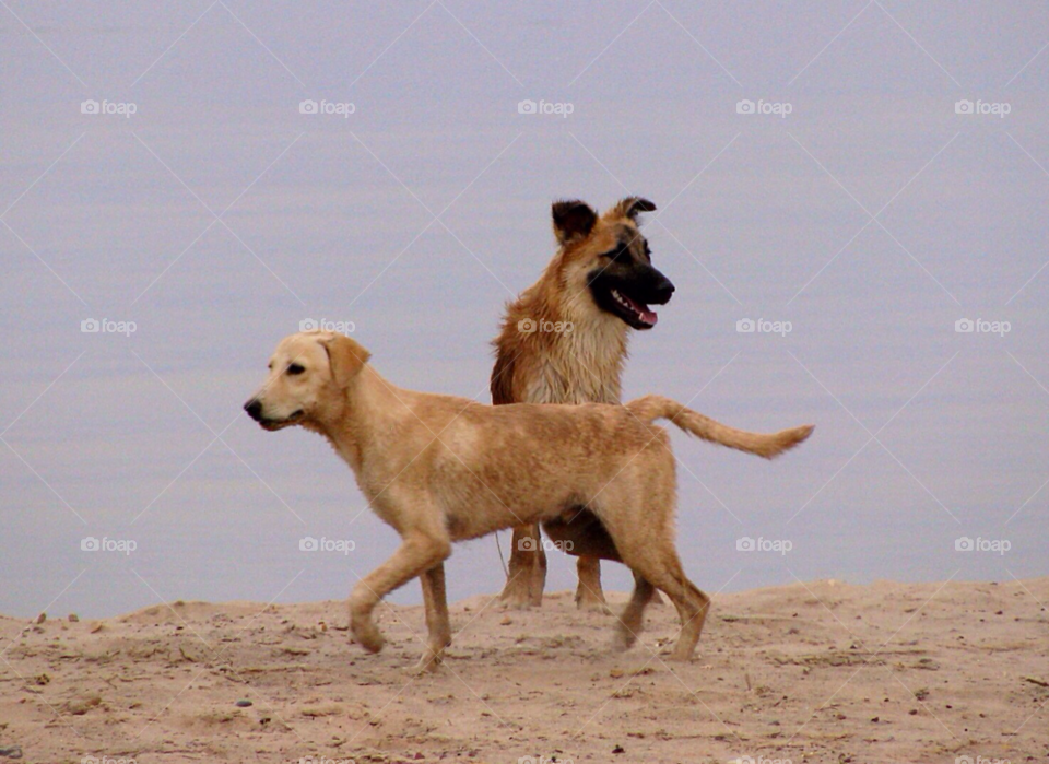 beach ocean play dog by KathOnEarth