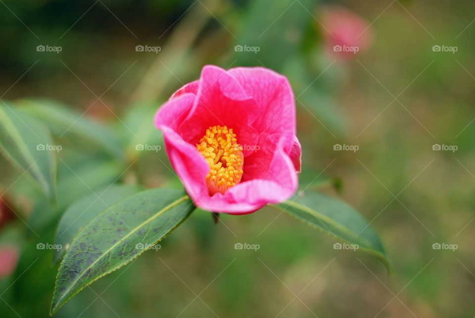 Pink. Pink Camellia Flower