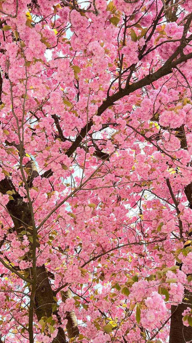 arbol floral