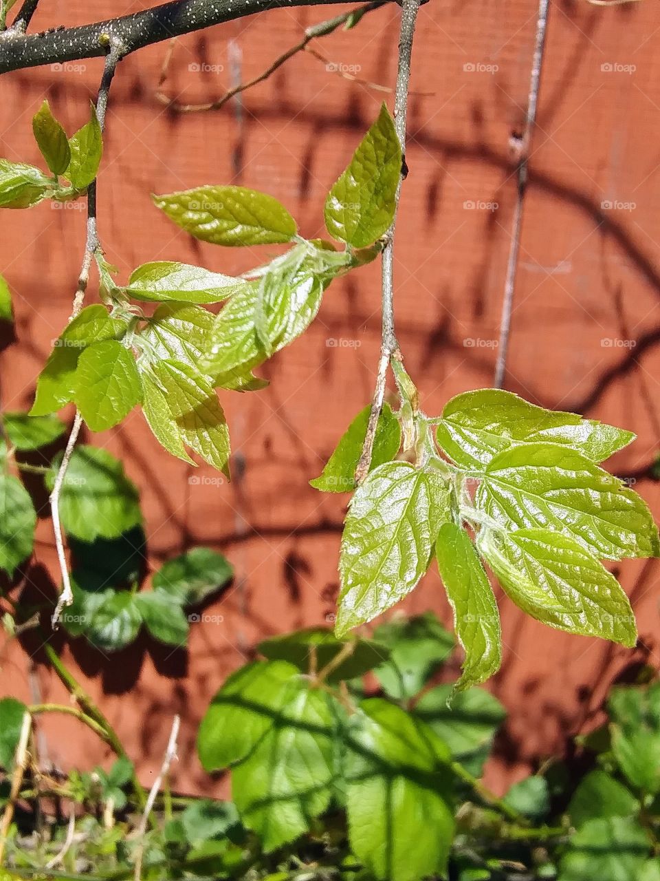 shiny new leaves