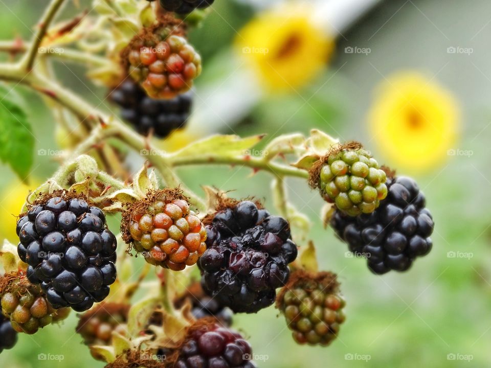 Wild Blackberries. Blackberries Growing Wild In Coastal Oregon
