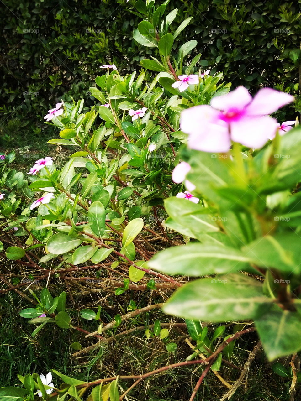 flower plants