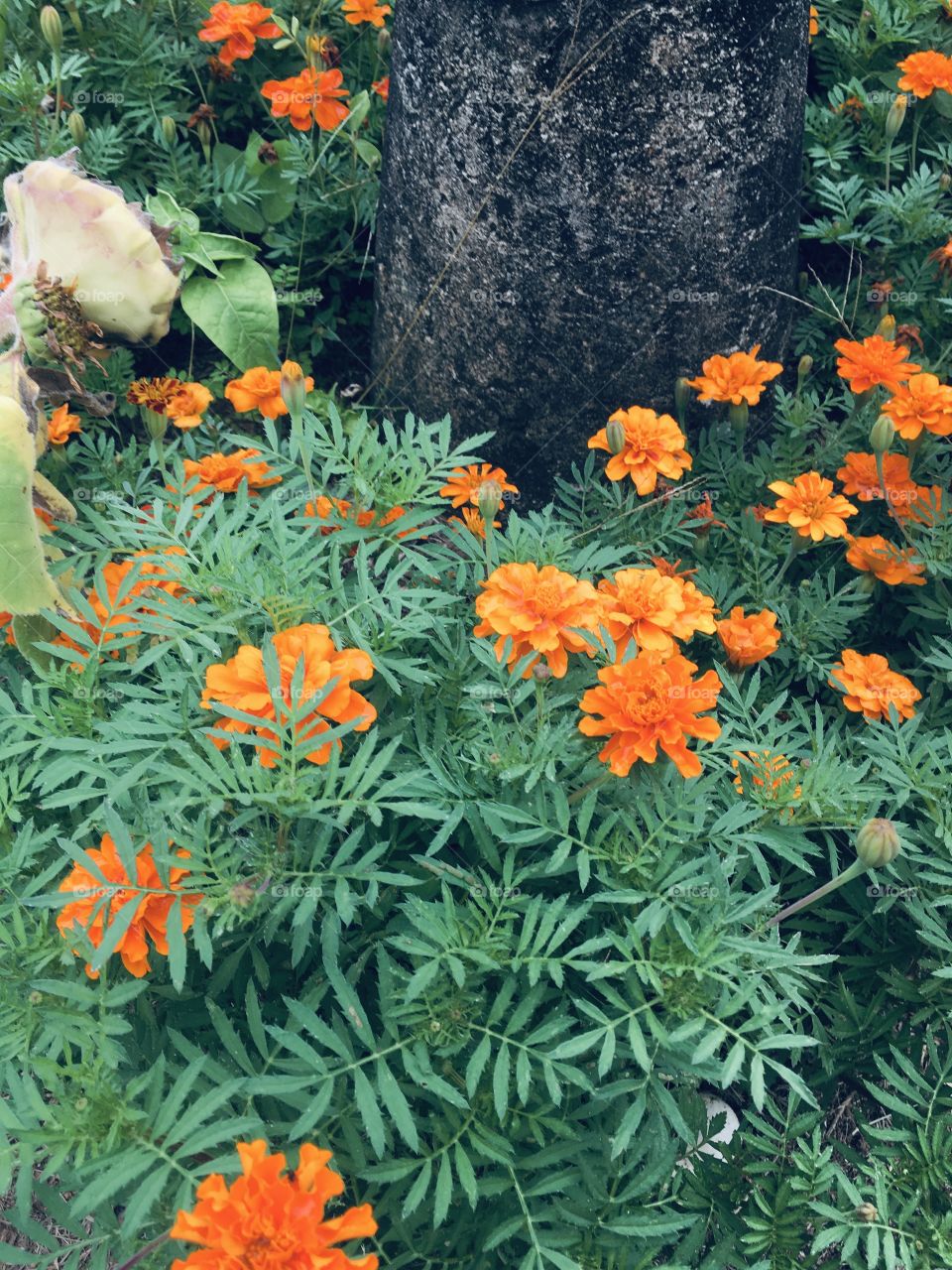 🌺Fim de #cooper!
Suado, cansado e feliz, alongando e curtindo a beleza das #flores. Hoje, em meio a imagem bucólica do #jardim.
🏁 🙆‍♂️ 
#corrida #treino #flor #flower #flowers