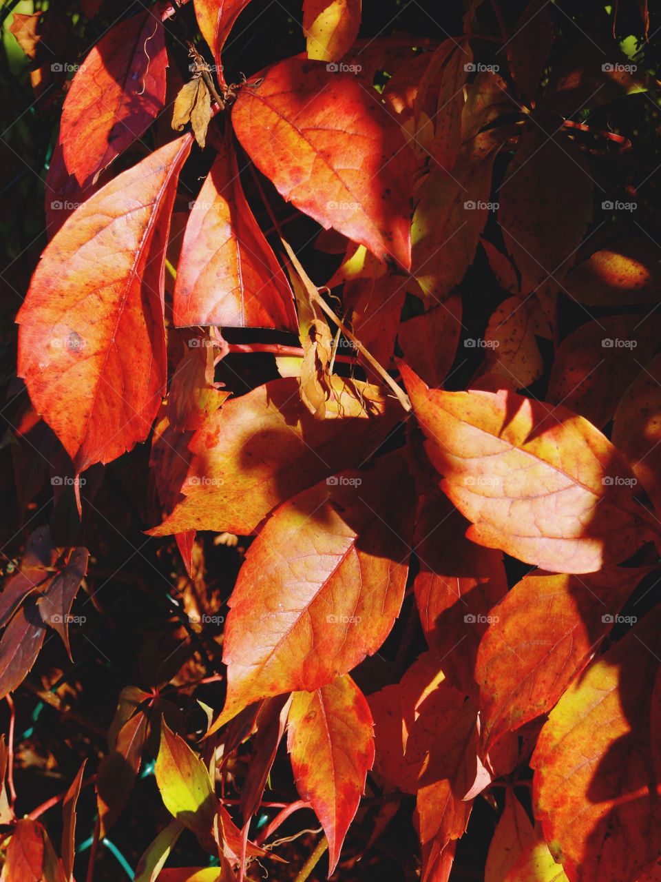 Close-up of autumn leaves.