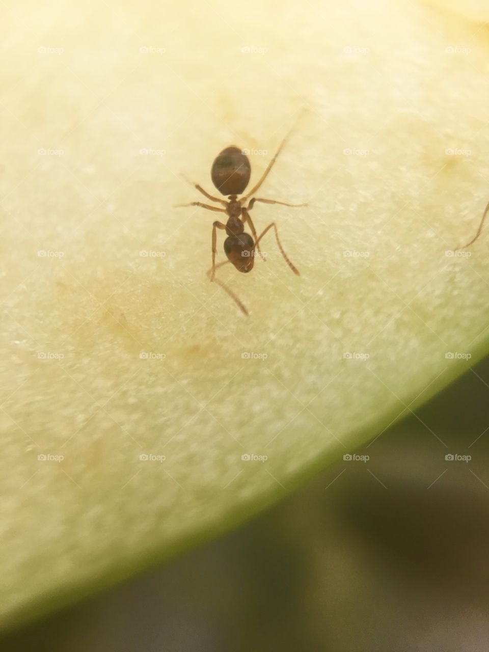 Ants working on an apple