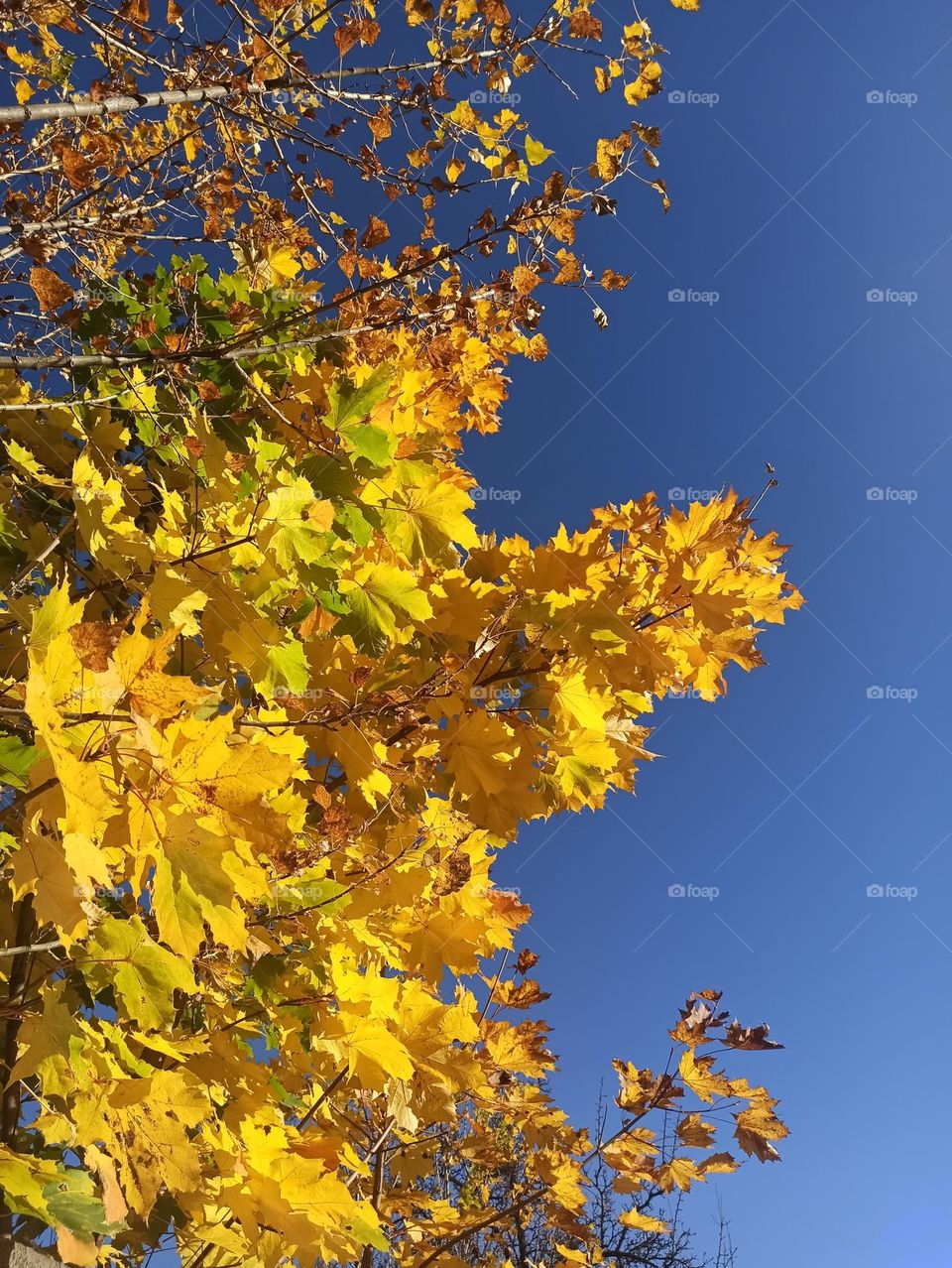 Battle: Summer vs. Fall