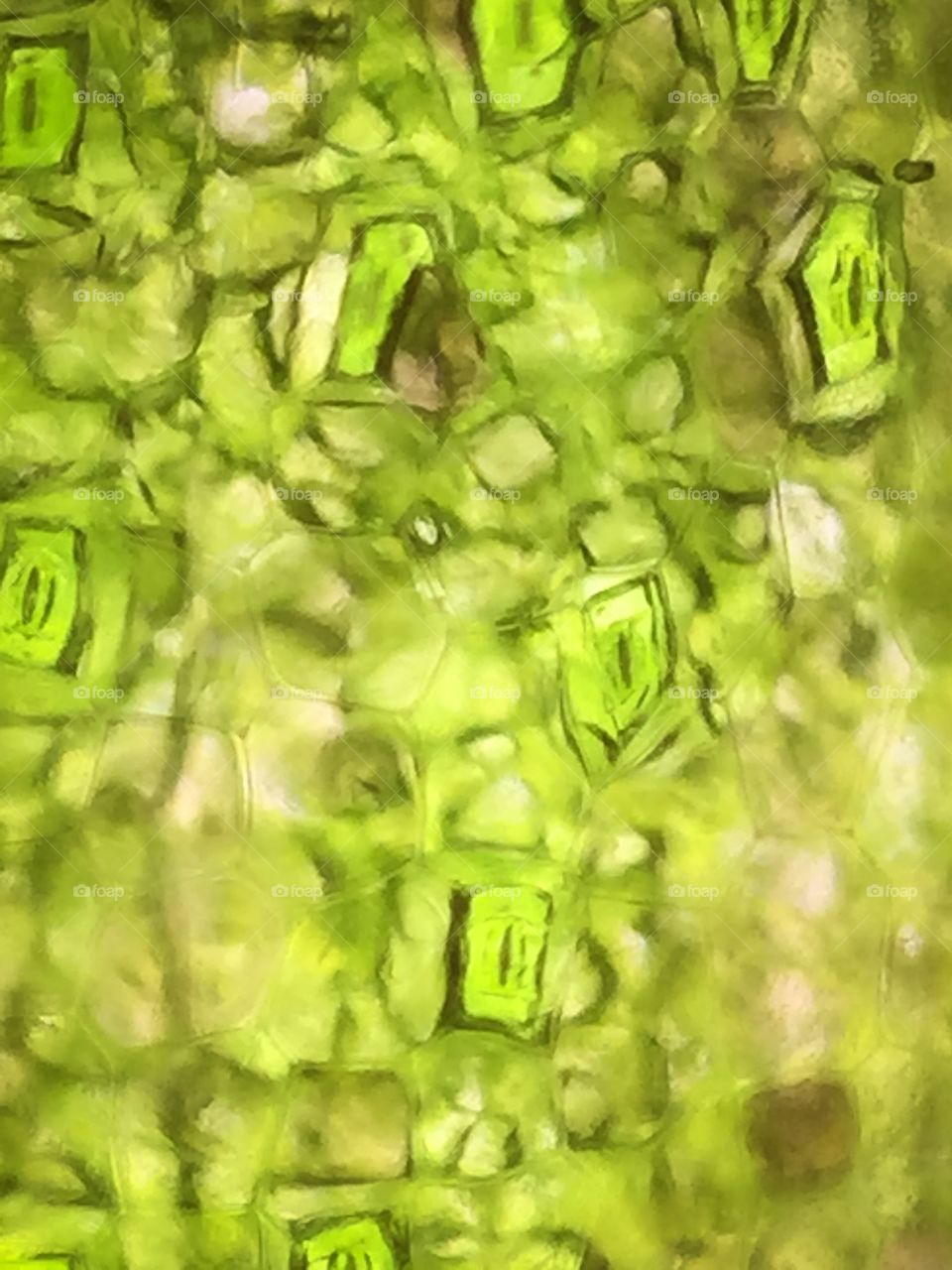 Leaf cell structure by microscope lens kit with smarth phone