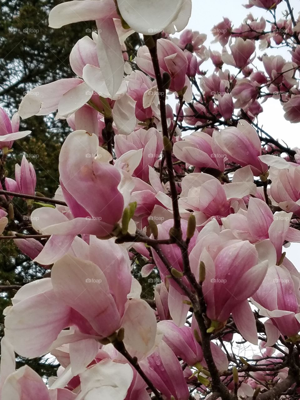 Magnolias