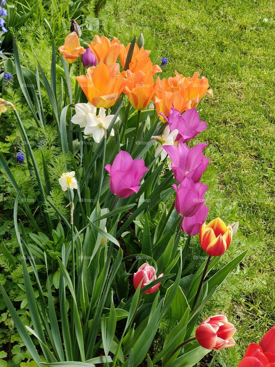 Colorful springtime flowers
