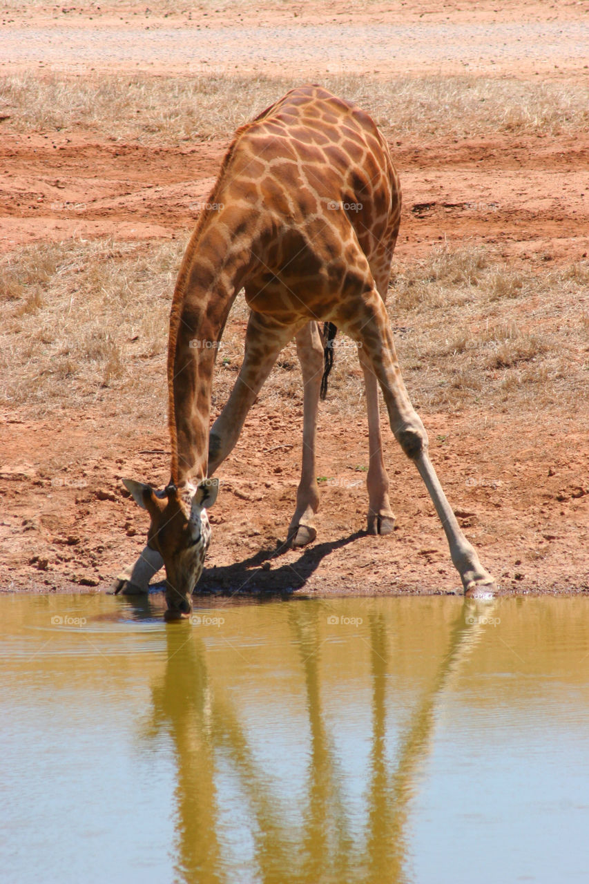 Giraffe drinking water in lake