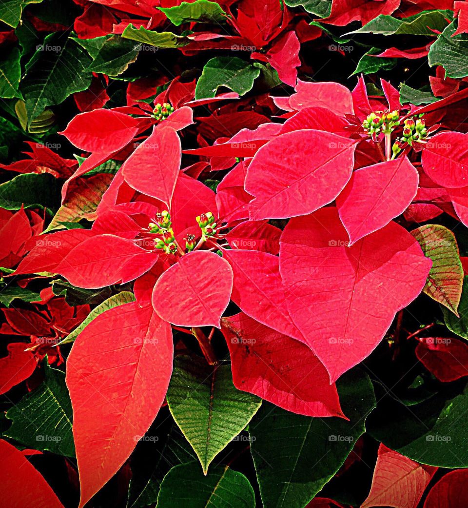 Poinsettias 