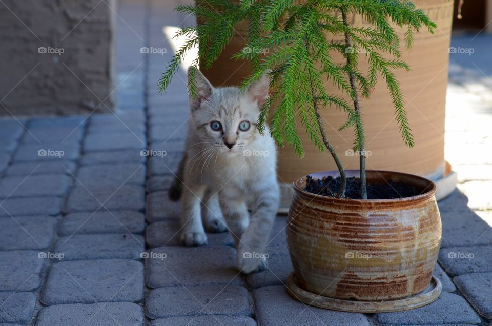 Kitten walking near plant