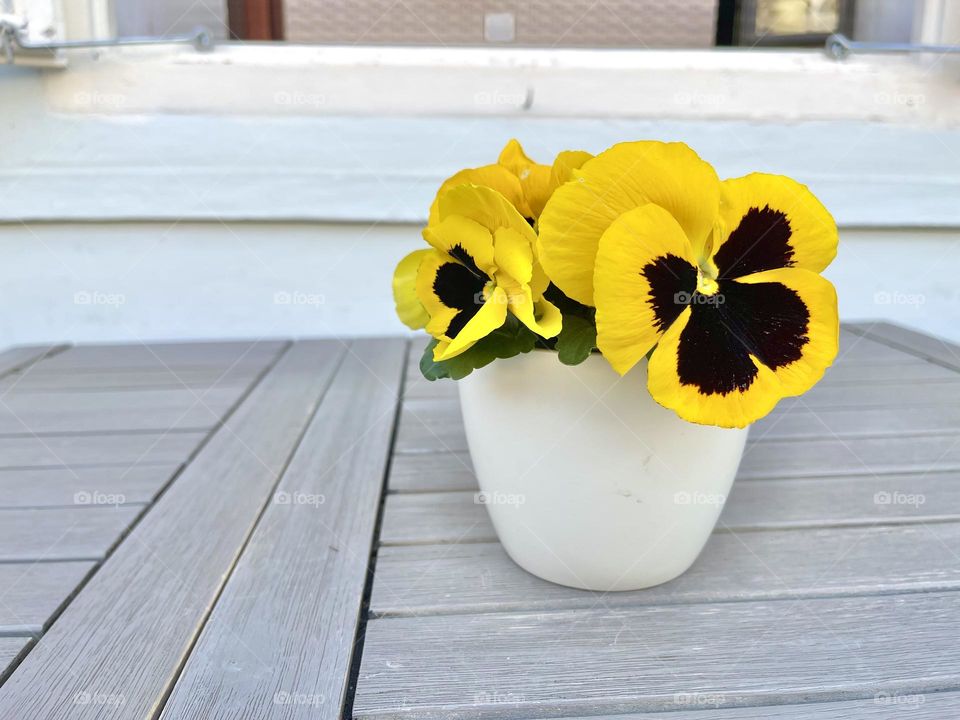 Yellow pansies in the white vase on the grey table 