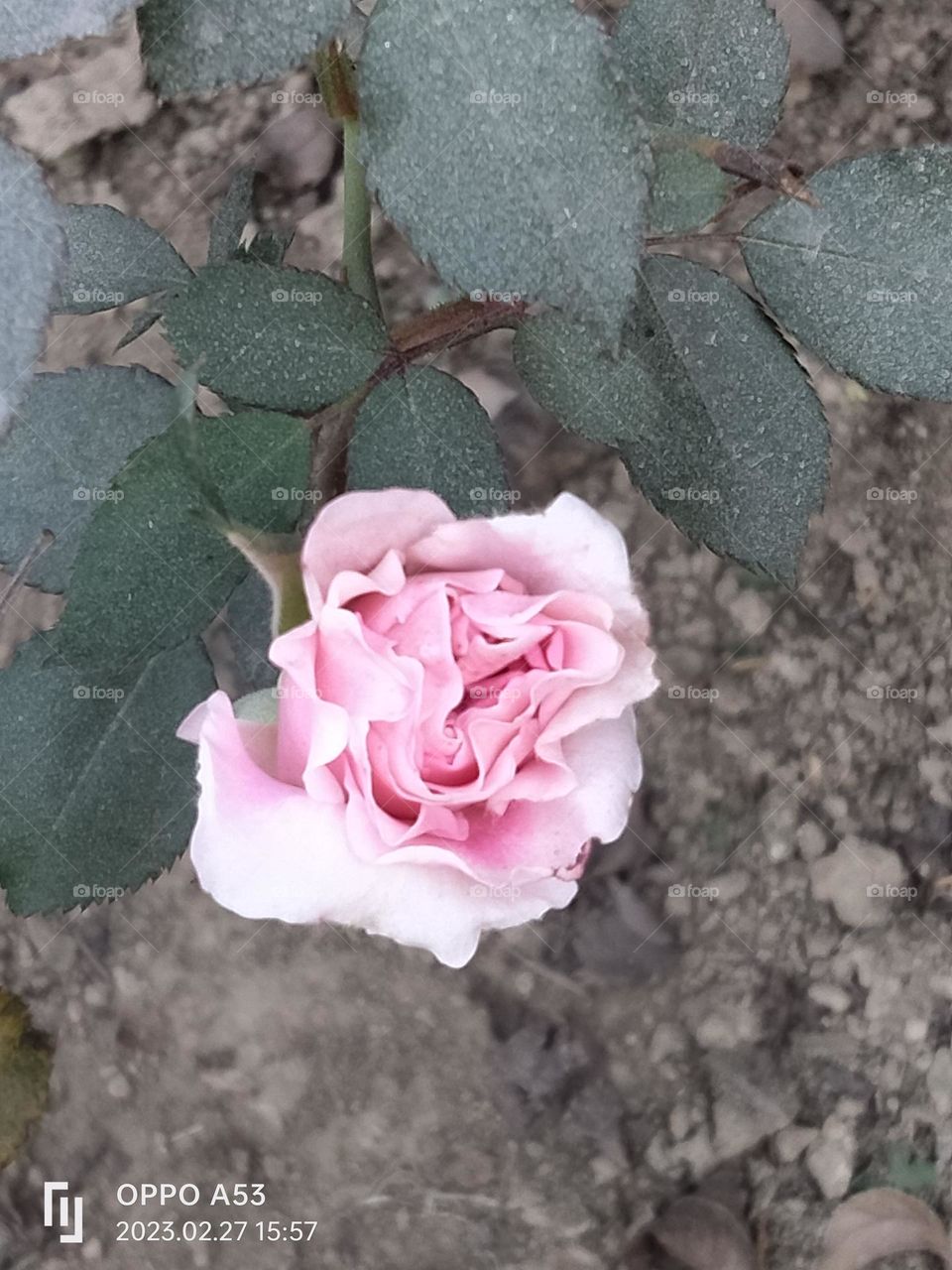 🤍 White Rose in my garden
