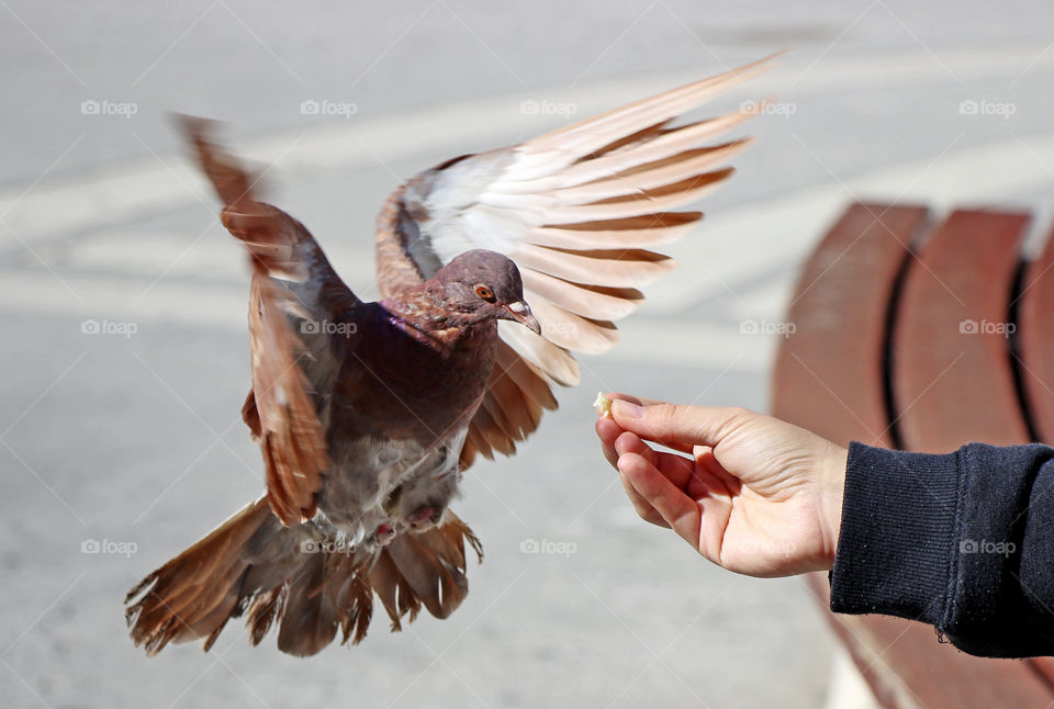 A pigeon's flying to take a food from woman's hand