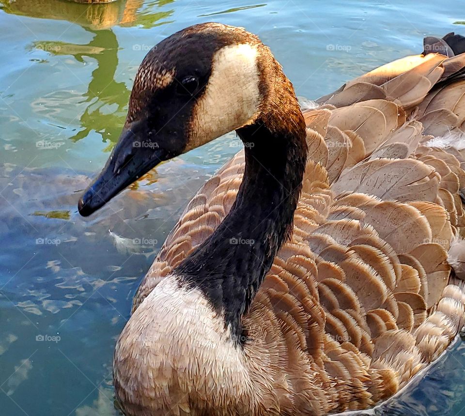 Goose