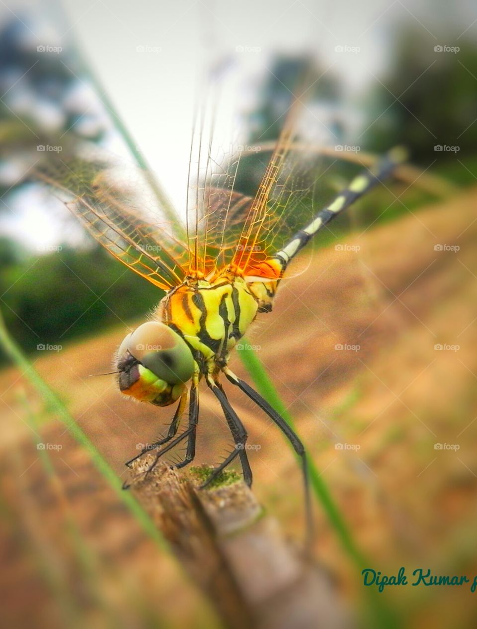 Dragon fly