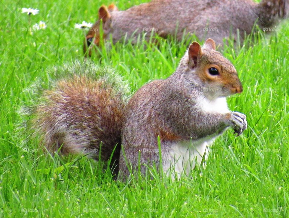 Squirrel