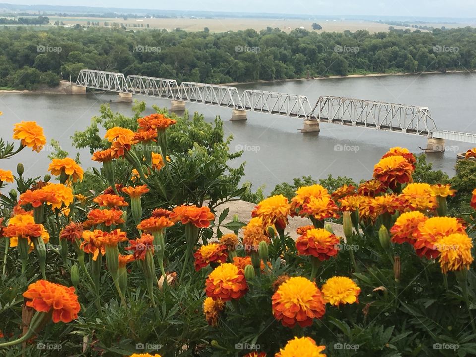 Bridge beyond the marigolds 