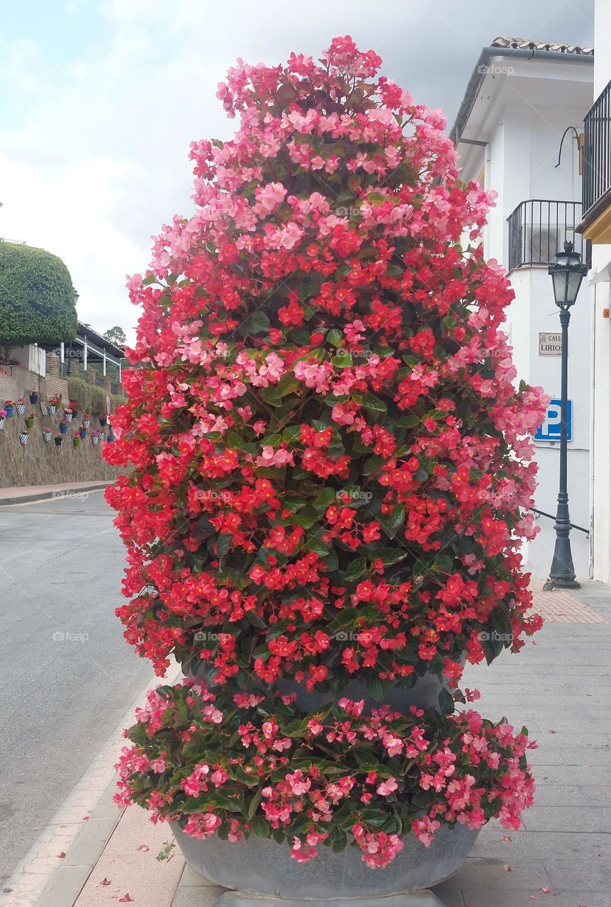 urban nature flowers