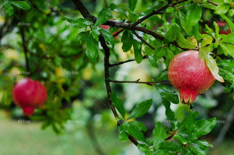 Green branch with red ripe pomegranate close up in the garden on a rainy day.