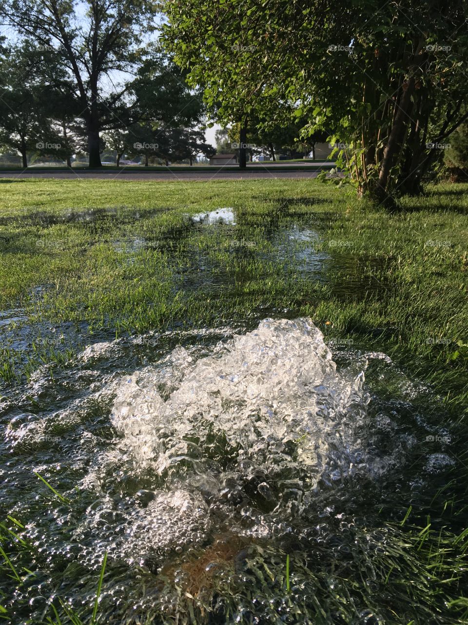 Water on the lawn.