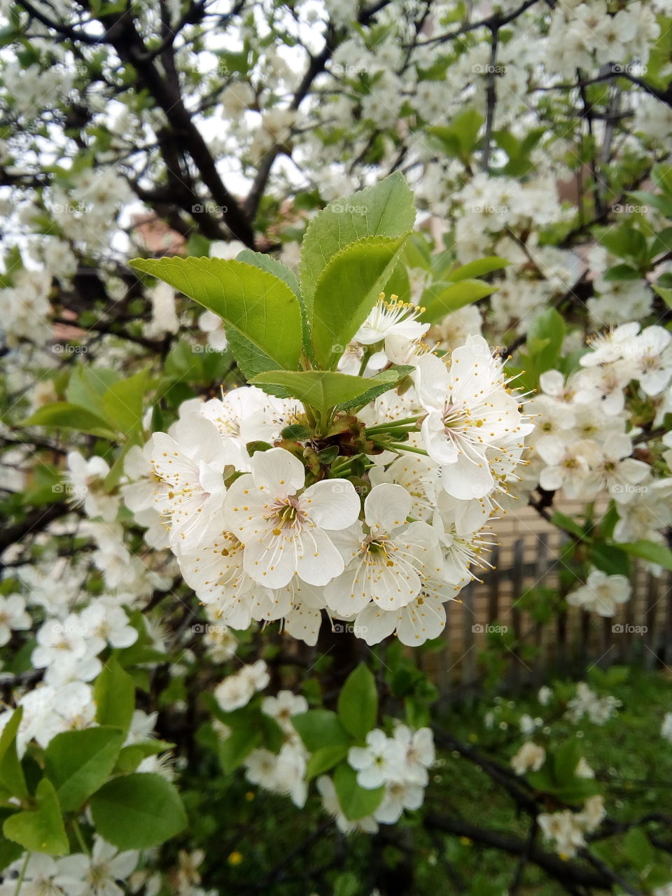 Cherry spring flower