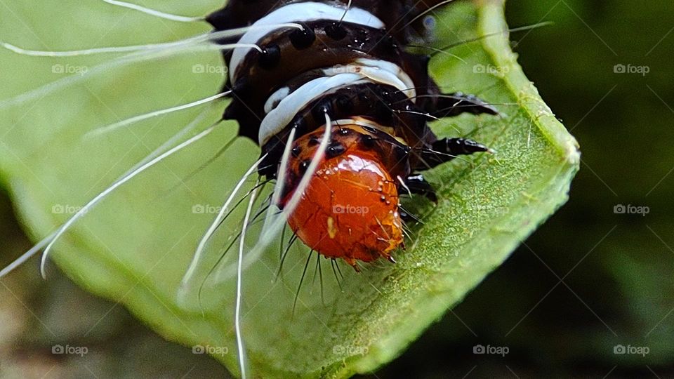 Colourful worm having another insect on his body, black and white worm, worm eating leaf