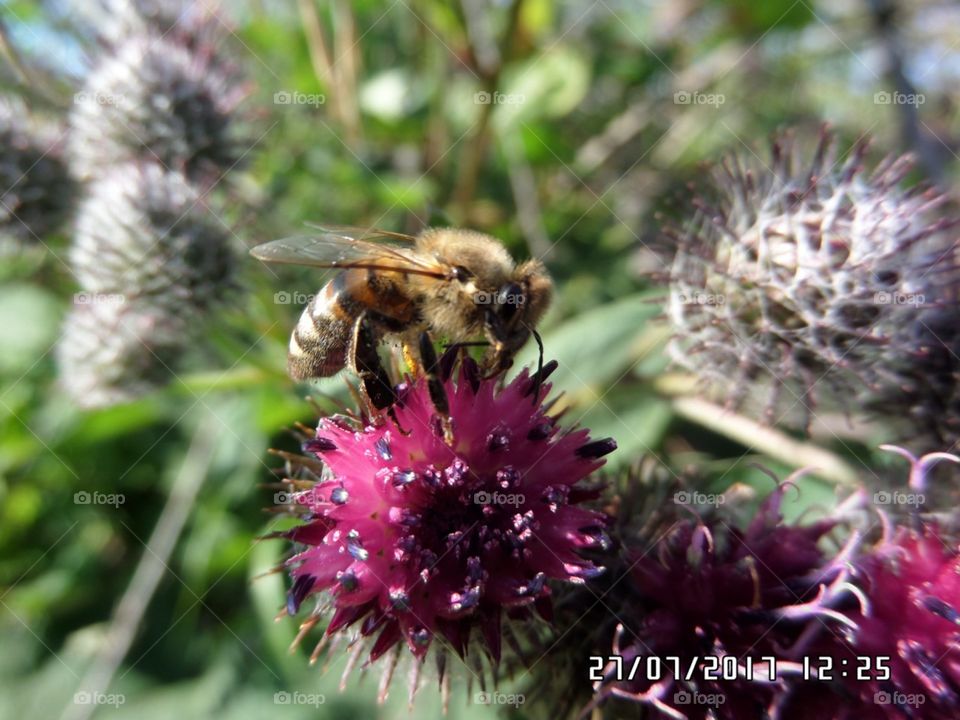 пчела на цветке