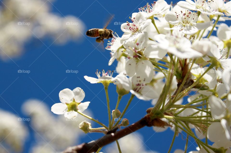 springtime pollination in north carolina.