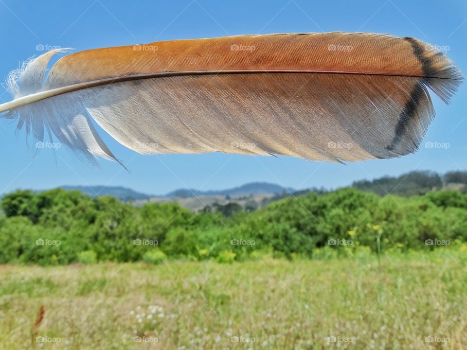Hawk Feather. Feather Of A California Falcon
