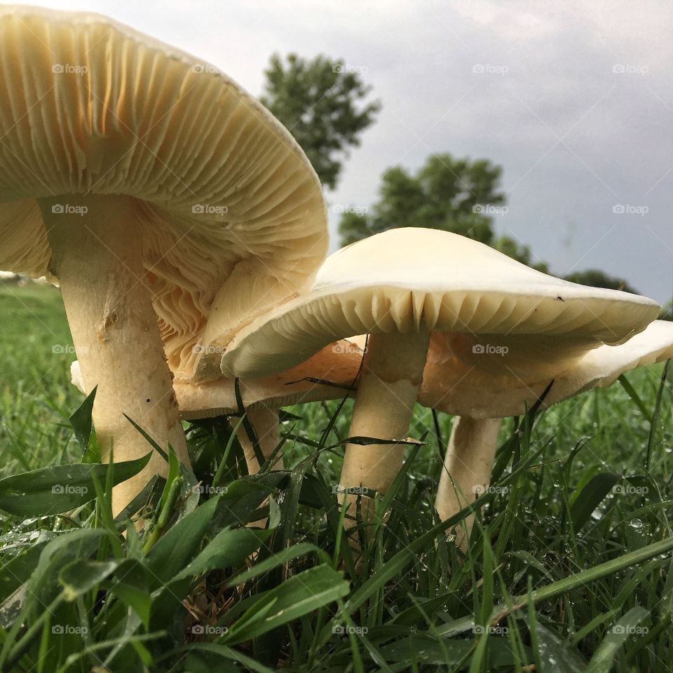 Mushrooms under a cloudy sky