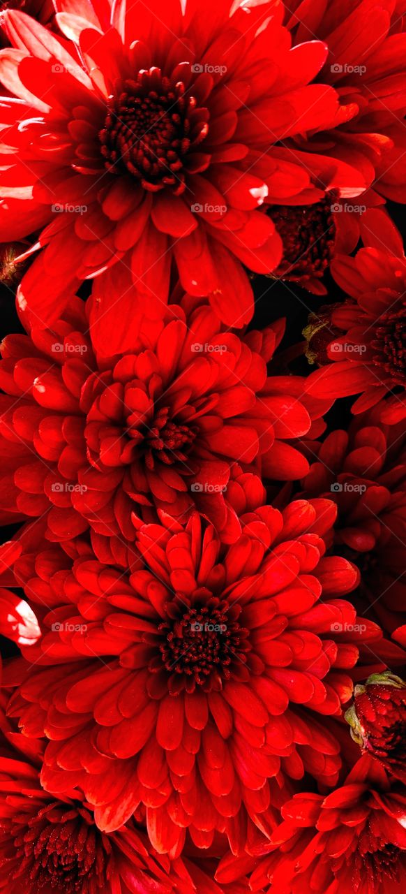 Red mums—taken in Dyer, Indiana 