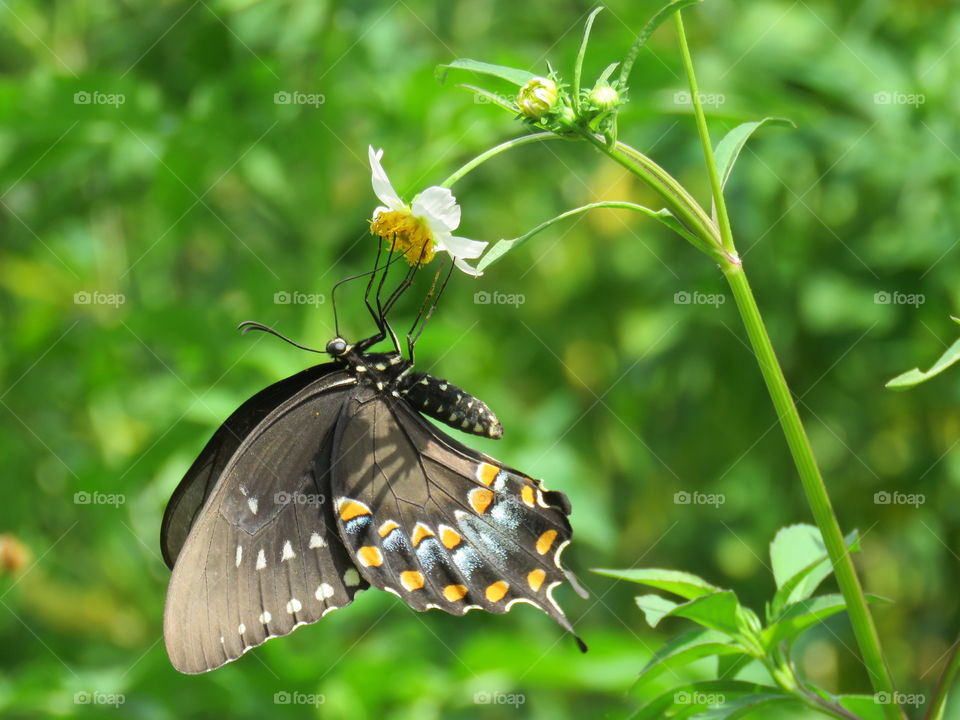 Black swallowtail