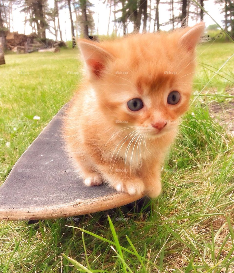 Kitten on a Skateboard